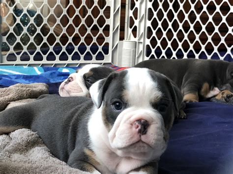 Mom is pure breed Olde. . English bulldog for sale nc